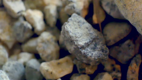 Macro-shot-of-a-tiny-wild-baby-lizard-looking-and-moving-around-on-small-gravel-rocks