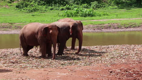 Elephants-eating-beside-a-river-next-to-each-other