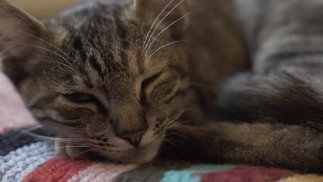 Nahaufnahme-Einer-Schlafenden-Katze,-Die-Ein-Auge-öffnet-Und-Launisch-Aussieht