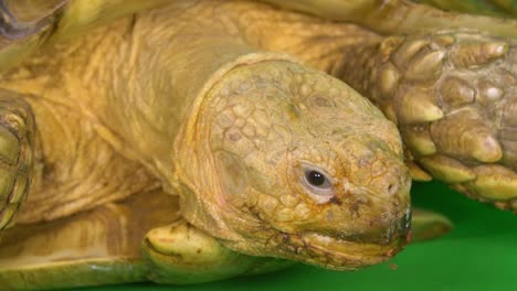 Nahaufnahme-Des-Gesichts-Und-Des-Kopfes-Einer-Sulcata-Spornschildkröte,-Die-Auf-Einem-Grünen-Bildschirm-Sitzt