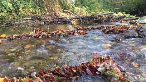 A-small-stream-flows-pass-the-autumn-leaves