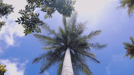 Palmen-Auf-Blauem-Hintergrund