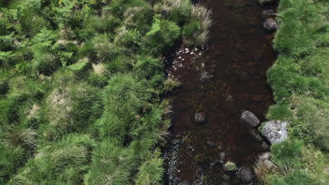 Birdseye-close-up-aerial-of-a-rocky-river-facing-downstream-surrounded-by-grassy-moor-foliage,-Dartmoor,-England