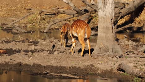 Junge-Nyala-Bullen-Kämpfen-Am-Ufer-Eines-Sees-In-Südafrika