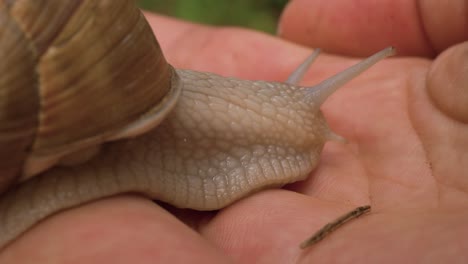 A-close-up-macro-shot-of-a-slippery-snail-and-its-beautiful-shell-crawling-slowly-on-a-woman’s-hand