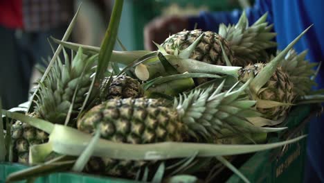 Pineapple-Harvesting
Shot-on-Sony-A6500