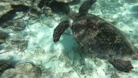 Schildkröte-Schwimmt-An-Der-Koralle