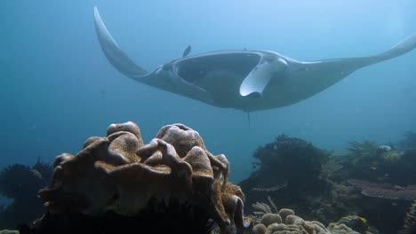 Feel-the-intense-moment-of-being-eye-to-eye-with-an-oceanic-manta