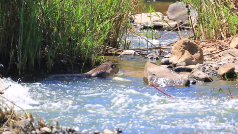 Ein-Großer-Otter,-Aonyx-Capensis,-Ernährt-Sich-Von-Einem-Kleinen-Nilkrokodil-Im-Schnell-Fließenden-Fluss-Im-Greater-Kruger-National-Park-In-Der-Region-Mpumalanga-In-Südafrika