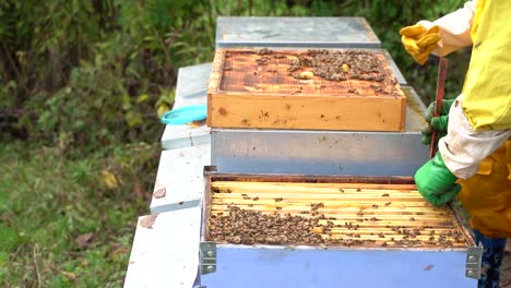 Beekeeper-is-working-with-bees-and-beehives-on-the-apiary