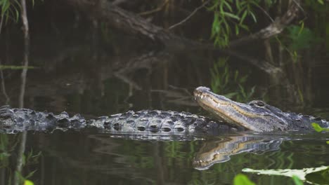 Caimanes-Apareándose-En-El-Sur-De-Florida-Everglades-Swamp-Slough-Pond-En-Cámara-Lenta