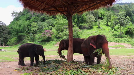 Familia-De-Elefantes-Tomando-Un-Refrigerio-Juntos