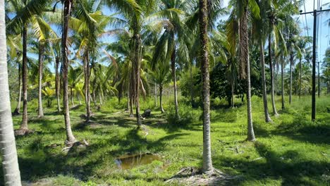Drone-shot-of-a-buffalo-standing-on-a-small-pond-inside-coconut-farm