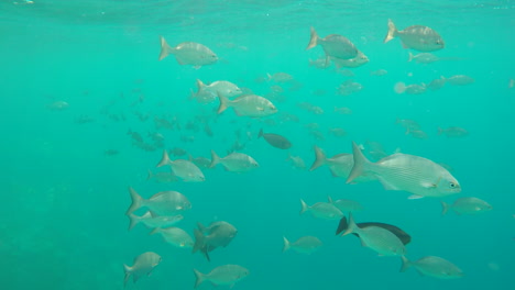 Fischschwarm-In-Zeitlupe,-Der-In-Einem-Blauen-Ozean-An-Einem-Riff-Auf-Den-Malediven-Schwimmt