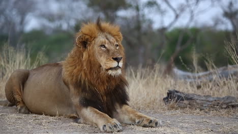 Nahaufnahme-Eines-Männlichen-Löwen,-Der-Sich-In-Der-Afrikanischen-Wildnis-Niederlegt-Und-Sich-Umschaut