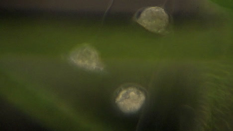 Glockenförmiges,-Mikroskopisch-Kleines-Vorticella-Filterfutter