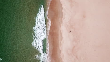 Disparo-De-Drones-Sobre-La-Cabeza-De-Dos-Personas-En-Una-Playa-De-Arena-Blanca-Con-Olas-Rodando,-Tasmania,-Australia