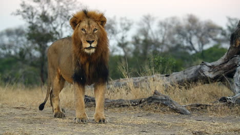 León-Macho-Mirando-Alrededor-Y-Saliendo-De-Tiro,-Parque-Nacional-Kruger