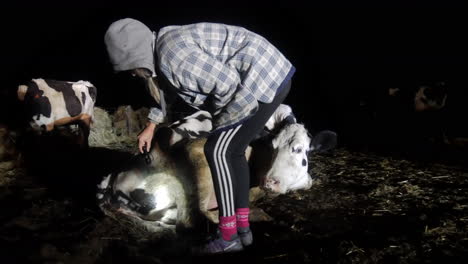 Girl-checking-for-calf-birth-at-night-by-torchlight