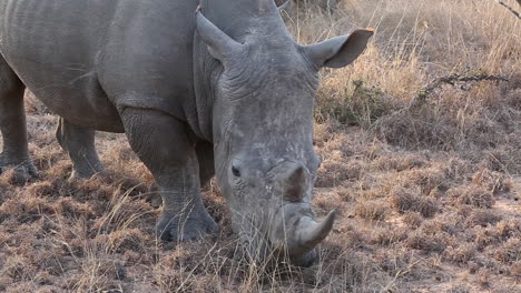 Close-Up-of-White-Rhino-Moving-Slowly-and-Grazing
