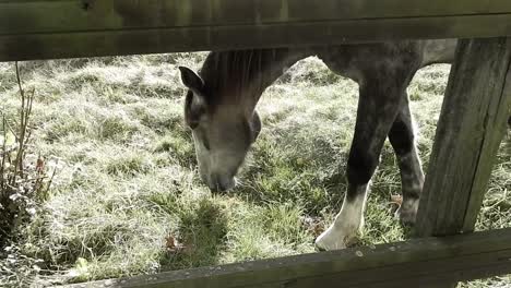 Reveal-shot-of-horse-eating-frosty-grass-behind-fence