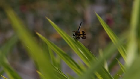 Reis-Und-Libelle-Am-Frühen-Morgen-In-Der-Provinz-Surin,-Thailand