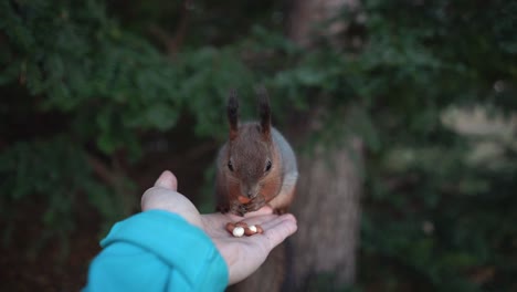 Eichhörnchen-Springt-Auf-Handfläche-Und-Frisst-Erdnüsse