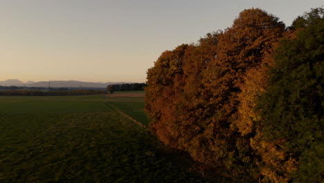 Aerial-clip-of-a-big-tree-during-autumn,-in-the-Bavarian-flat-plain-area