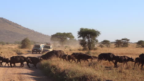 Eine-Herde-Wasserbüffel-Läuft-über-Eine-Unbefestigte-Straße-Vor-Safarifahrzeugen-In-Der-Serengeti-In-Afrika,-Zeitlupe