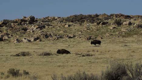 A-field-of-buffalo-grazing-during-the-fall-on-Antelope-Island-Sate-Park-in-Utah,-USA