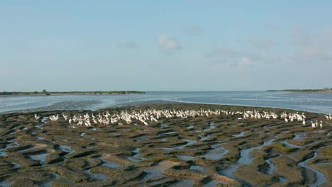 Halbinsel-Des-Vogelschutzgebiets-Mussulo