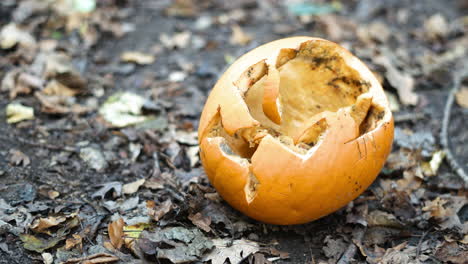 Pumpkin-decaying-in-the-woods