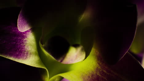 Close-up-of-Orchid-opening,-macro