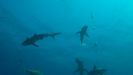 Sharks-after-feeding