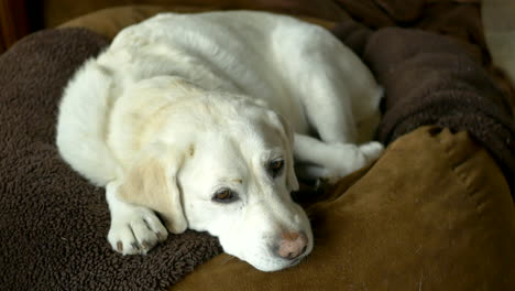 A-big-white-labrador-lays-sleeping-on-her-dog-bed-on-a-rainy-day-and-looks-playfully-at-the-camera