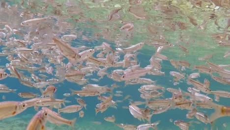 Schwarm-Kleiner-Fische,-Die-Im-Flachen-Wasser-In-Alle-Richtungen-Im-Mazedonischen-Ohridsee-In-Südeuropa-Schwimmen,-In-Zeitlupe-Gedreht