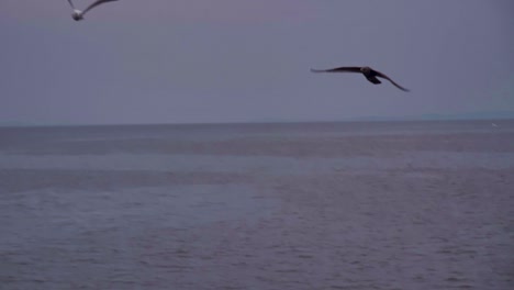 Eine-Islandmöwe-Fliegt-Tief-über-Dem-Meer-Auf-Den-Magdaleneninseln,-Kanada