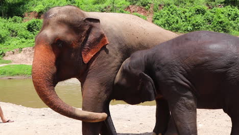 Elefante-Bebé-Acurrucado-Con-Su-Madre-Junto-A-Un-Río