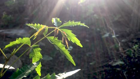 Azadirachta-Indica-Oder-Neembaum-Schwenkten-Ihre-Blätter-Im-Wind-Und-Sonnenstrahlen,-Die-Auf-Den-Baum-Fielen