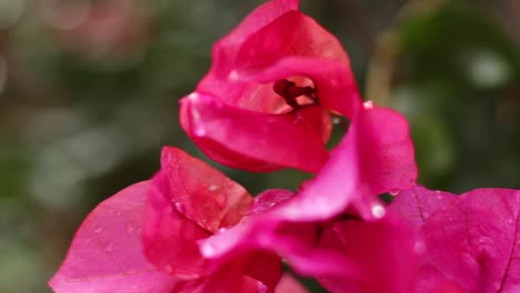 Close-up,-pan-around-of-Bougainvillea-flowers-with-water-droplets-on-them
