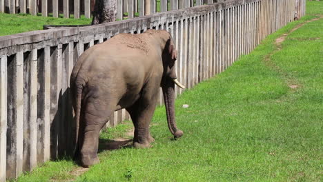 Elephant-walking-beside-a-fence-in-middle-of-a-field