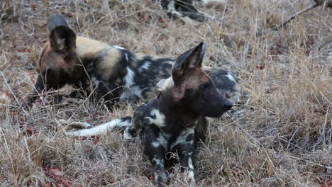 Ein-Paar-Afrikanischer-Wildhunde-Sitzt-Im-Gras
