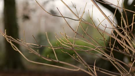 Bare-branches-in-winter