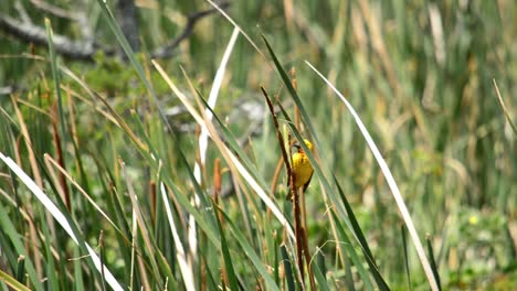 Yellow-Weaver-Bird-flying-off-from-a-reed-in-a-dam
