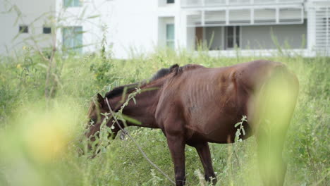 Reveal-stalking-of-a-brown-horse-grazing-on-a-field-of-pasture-in-front-of-an-apartment-building-on-a-hot-summer-day