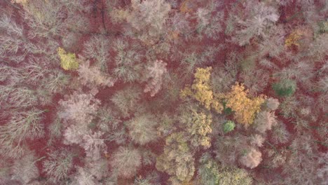 Bosques-Otoñales-Con-Colores-Asombrosos,-árboles-Que-Pierden-Sus-Hojas