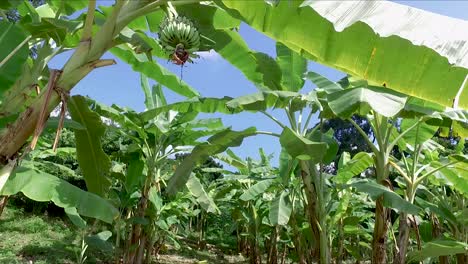 Bananenfarm,-Bananenplantagen