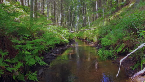 Beautiful-footage-of-a-small,-crystal-clear-creek-in-the-middle-of-the-Finnish-forest