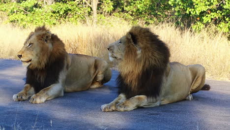 Two-adult-nomadic-male-lions-rests-together-on-a-tar-road-within-the-wild,-attentively-watching-their-surroundings,-Greater-Kruger
