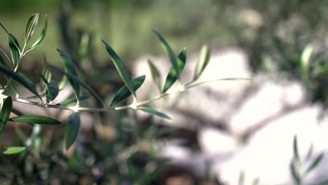 Olive-tree-branch-on-sunny-day